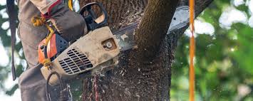 Best Tree Maintenance Programs  in Milford, NE