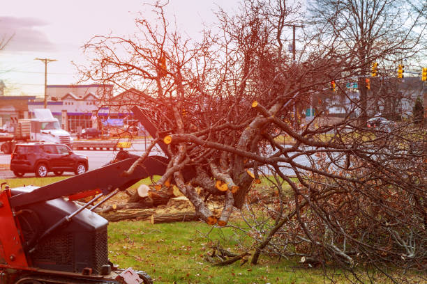 Best Tree Trimming and Pruning  in Milford, NE